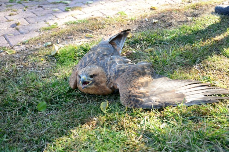 Temizlik personelinden yaralı şahine yardım Eli