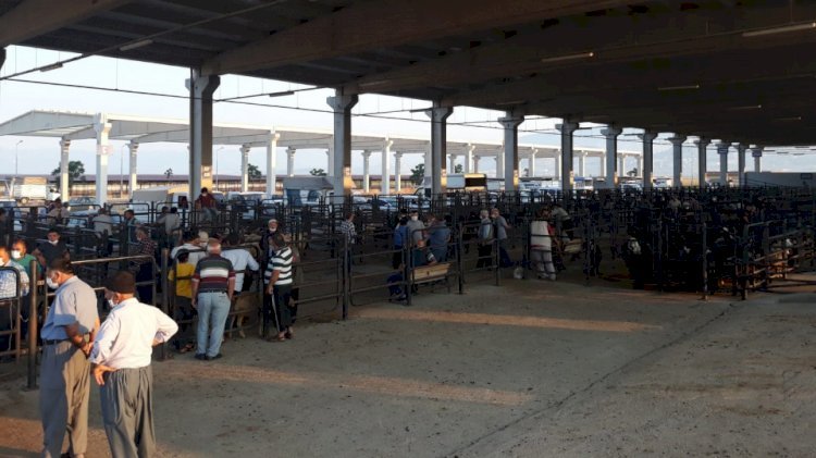 Canlı Hayvan Borsası’nda Padok Kiralama Ücretleri Belirlendi